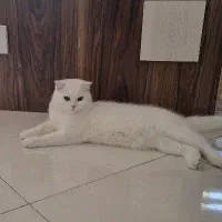 گربه|گربه|اراک, |دیوار