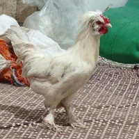 خروس