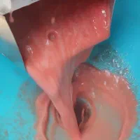 آبگیری گوجه با دستگاه پیشرفته