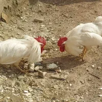خروس|حیوانات مزرعه|خوی, |دیوار