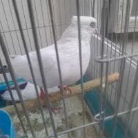 یک جفت کبوتر نرو ماده