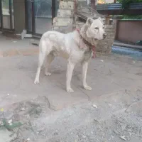 واگذاری سگ نر نگهبان