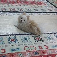 سگ پامربرای فروشی قیمت ۶میلیون معاوضه هم داریم