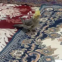 عروس هلندی