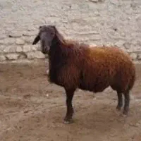 بره نر