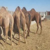 ۸نفرشترماده جوان چاق چاق