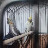 عروس هلندی