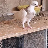 جوجه طوقی