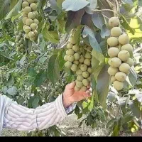 فروش انواع نهال در نهالستان بزرگ مجید دشتی