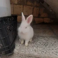 خرگوش