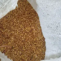 کاه