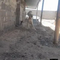 نگهبان