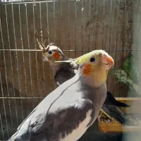 عروس هلندی