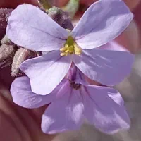 فروش آبغوره