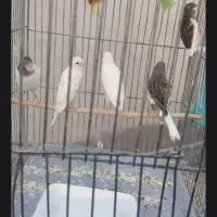 قناری رسمی