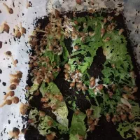 حلزون آلبینو