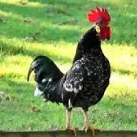 خروس و مرغ زنده سایز کوچک جهت قربانی