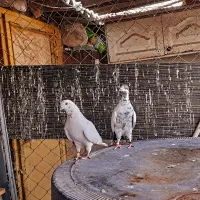 کفتر بابک خسرو ارباب کفتر گرو