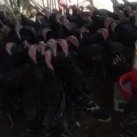 فیل مرغ