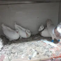 فروش کبوتر