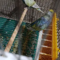 تعدادی مرغ عشق رینبو