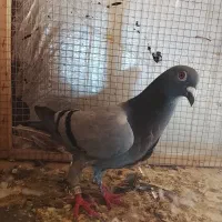 پلاکی ماده کار.درست