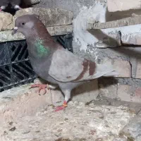 ماده پرشی