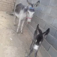 شیر الاغ