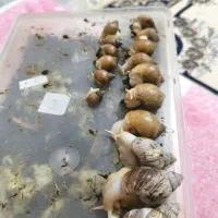 16تا حلزون گوگولی