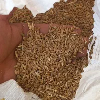 فروش گندم و جو