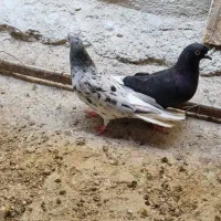 کفتر ماده دم سفید کاکل پیشونی شمعک تخت