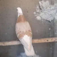 کبوتر پرشی شازده زرد