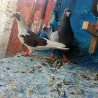 کبوتردونی۲۰۰|پرنده|مرودشت, بیست متری بیمارستان|دیوار