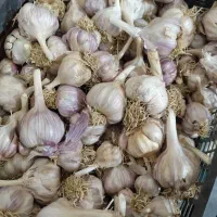 سیر محلی