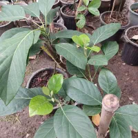 فروش نهال آواکادو زاتانو پیوندی نوع درجه۱ حسن پور|خدمات باغبانی و درختکاری|نوشهر, |دیوار