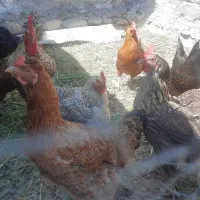 مرغو خروس