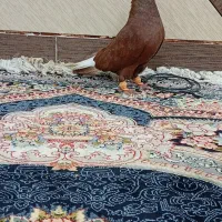 کبوتر جفت سرخ دم سفید