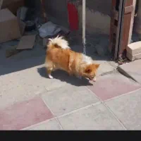 سگ پامر
