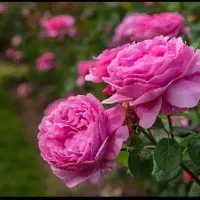 گل محمدی تازه