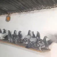 پلاکی ۴۰ تایی نر شب بازی رنجر