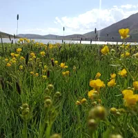 دوست برا طبیعت گردی