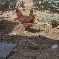 مرغ کاکلی تخم گذار