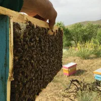 فروش ملکه زنبور عسل نژاد کارنیکای اتریشی،قفقازی و.