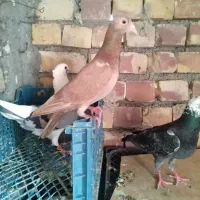 کبوتر آلمانی