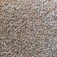 ارزن پاک شده