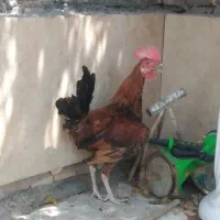 یک خروس جوان