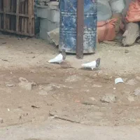 کبوتر کله ای و تهرانی