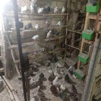 کفتر تهرانی