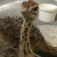 جوجه شترمرغ ۷۰ روزه