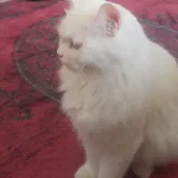 پانسیون خانگی حیوانات